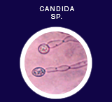 Candida sp.